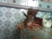 Помогите животному