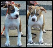 Супер щенки Американского Стаффордширского Терьера.