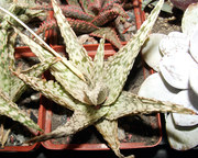 Алоэ коллекционное.