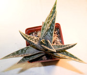 Алоэ пестрое