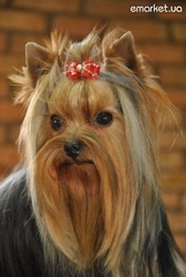 девочки и мальчики йоркширского терьера