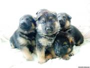 Элитные щенки немецкой овчарки