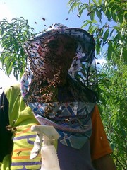 Карпатские пчеломатки