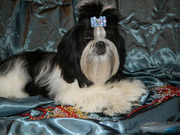 Подрощенный щенок ши-тцу (КСУ)