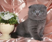 Сладкая мордашка