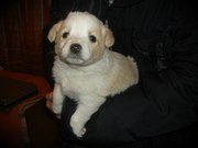 Отдаю щенков хорошим людям!