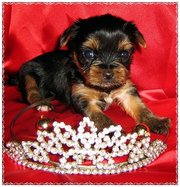 Продаются щенки йоркширского терьера