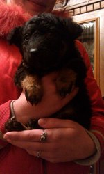 Отдам в хорошие руки щенков