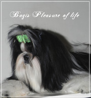 Мальчик ши тцу с шоу перспективой