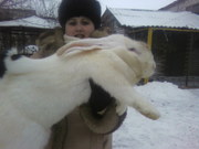 кролики великаны мясных пород