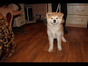 Перспективные щенки акита-ину. Цена снижена