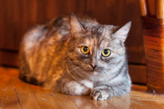 Котенок Таша,  неповторимый окрас,  плюшевая шубка,  10 мес.,  ищет дом