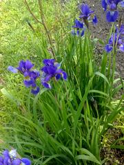 садовые растения