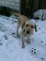 ПРОПАЛ ЛАБРАДОР РЕТРИВЕР