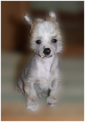 Китайская хохлатая шенки