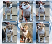 Племенной питомник предлагает замечательных щенков американского стафф терьера