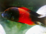 Мальки трофеус бэмба и эдвард.Размер 3-5 см.