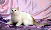 Чудо-котик Лель