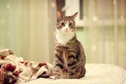 В дар молоденькая кошечка Черри,  уютная и приятная!