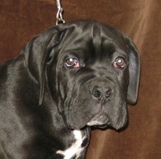 Щенок кане корсо черный мальчик