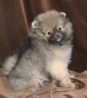 Щенки шпица мальчики