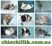 Продажа шиншилл из питомника, купить шиншиллу в Украине