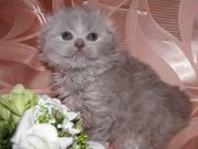 Вислоухая девочка