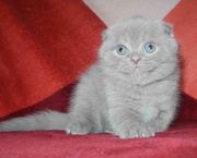 Скоттиш-фолд девочка