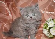 Скоттиш-страйт