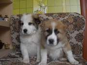 продам щенков среднеазиатской овчарки