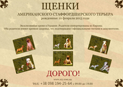 Девочки и мальчики  щенки Американского Стаффордширского Терьера.