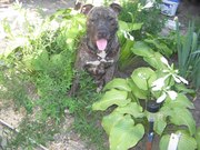 Ищу невесту