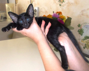 Магически черные, невероятные - ориентальные котята!