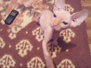 Продаются замечательные канадские сфинксики!