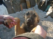 взрослые охранники в хорошие руки