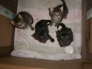 Очаровательный котёнок мэйн-кун, 1, 5 мес. Очень крупный, игривый, ласковый