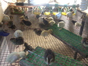 Продам перепелов