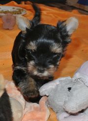 йоркширский терьер щенки