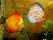 Продам Коллекцию Дискусов