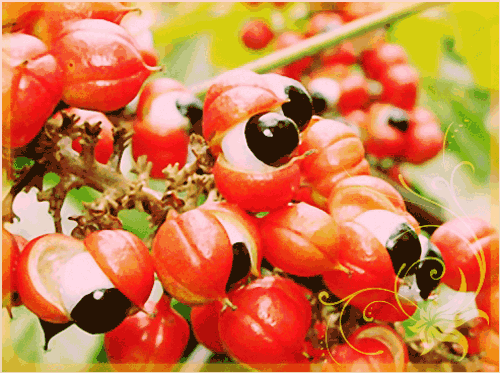 Гуарана (Paulinia cupana)