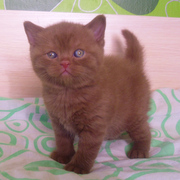 Котята редких окрасов циннамон и фавн