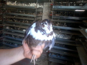 перепела взрослые и молодняк