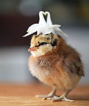 Домашние птенцы