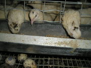 Суточные перепела Техасцы , Маньчжуры(француские)