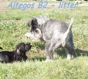 Миттельшнауцер, щенки