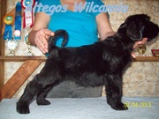 Ризеншнауцер, щенки