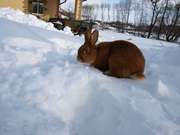 Продам кроликов скороспелой мясной породы