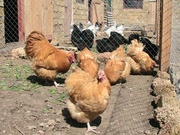 Кохинхин , брама, орпингтон, шелковая китайская, сибрайт и др.