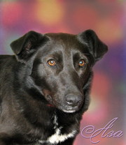 Аза - красотка, настоящая находка