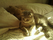 Вислоухие котята